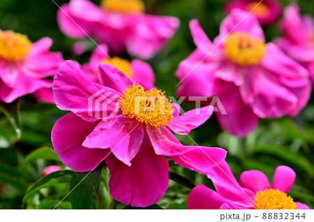 大船フラワーセンター・シャクヤク園 大船フラワーセンター・シャクヤク園 88832344