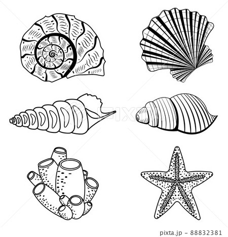 A set of seashells. Black outline line, doodle style 88832381