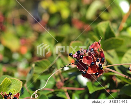 成熟したタンキリマメの実 88832441