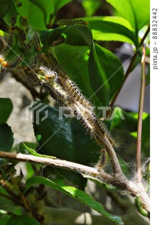 発生したチャドクガ 発生したチャドクガ 88832442