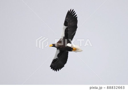 飛翔するオオワシの成鳥 飛翔するオオワシの成鳥 88832663