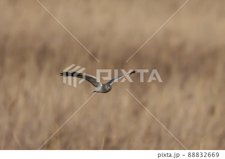 ヨシ原を飛翔するハイイロチュウヒのオス 88832669