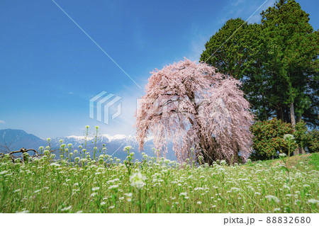 駒ケ根市 吉瀬のしだれ桜 駒ケ根市 吉瀬のしだれ桜 88832680