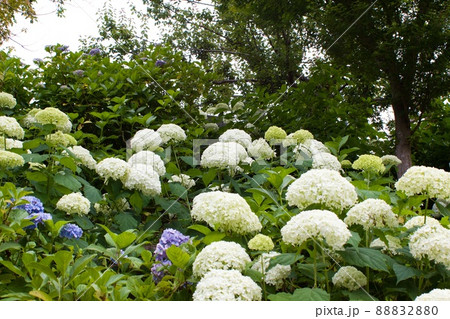 斜面を彩る紫陽花 水戸市保和苑の写真素材 80