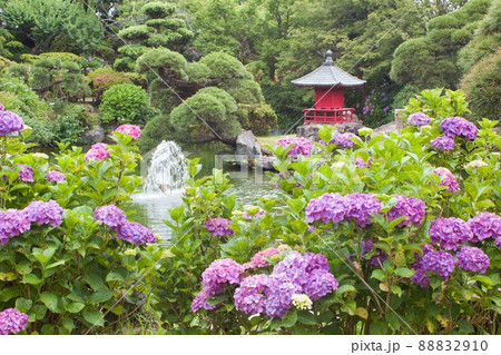 庭園の池の周りを彩る紫陽花　水戸市保和苑 88832910
