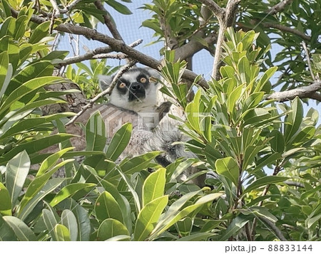 木でくつろぐワオキツネザル 88833144