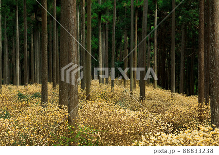 三重県津市美杉町石名原のミツマタ群生地 88833238
