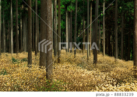 三重県津市美杉町石名原のミツマタ群生地 88833239