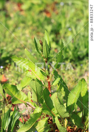 エゾノギシギシ 88833247