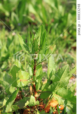 エゾノギシギシ 88833248