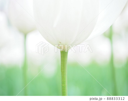 チューリップ 88833312