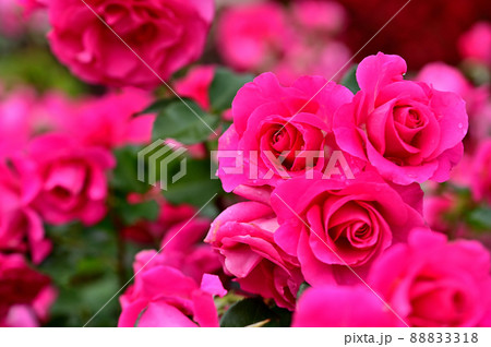 大船フラワーセンター・バラ園 大船フラワーセンター・バラ園 88833318