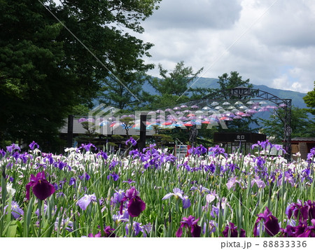 満開のアヤメ　あやめ　長井あやめ公園 88833336