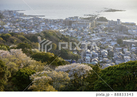 春の葉山町【夕刻の仙元山から】尾根の山桜 88833343