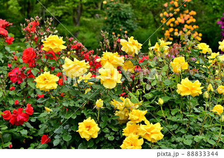 大船フラワーセンター・バラ園 88833344