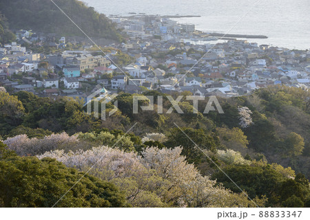 春の葉山町【夕刻の仙元山から】尾根の山桜 春の葉山町【夕刻の仙元山から】尾根の山桜 88833347