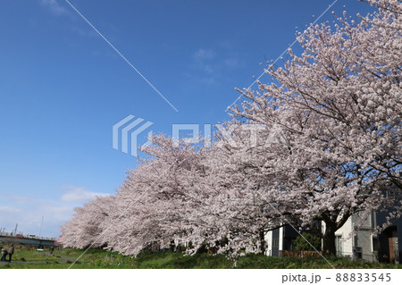 日本の埼玉県蓮田市の元荒川河川敷公園に咲くソメイヨシノのサクラの花 日本の埼玉県蓮田市の元荒川河川敷公園に咲くソメイヨシノのサクラの花 88833545