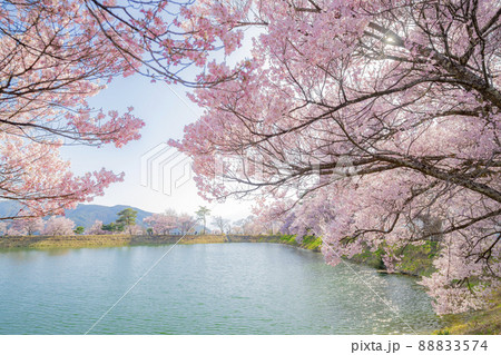長野県伊那市　春の六道堤の桜 88833574
