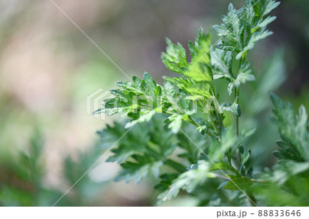 春のヨモギ（蓬） 88833646