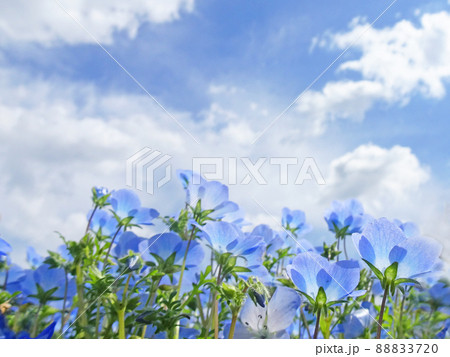 青空に広がる白い雲を仰ぎ見るように咲くネモフィラの花 青空に広がる白い雲を仰ぎ見るように咲くネモフィラの花 88833720