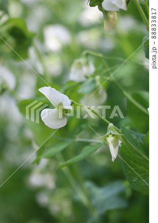 碓井豌豆の花 88833817