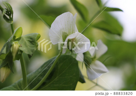 碓井豌豆の花 碓井豌豆の花 88833820