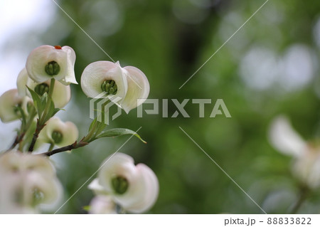 花びらが開く前のハナミズキ 花びらが開く前のハナミズキ 88833822