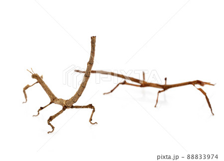 stick insect in studio stick insect in studio 88833974