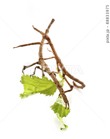 stick insect in studio stick insect in studio 88833975