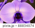 紫の胡蝶蘭 88834074