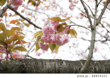 春うらら 茨城県潮来市の権現山公園に咲く淡紅色のボタン桜の風景 アップ・イメージ 春うらら 茨城県潮来市の権現山公園に咲く淡紅色のボタン桜の風景 アップ・イメージ 88834322