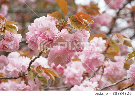 春うらら　茨城県潮来市の権現山公園に咲く淡紅色のボタン桜　アップ・イメージ 88834329