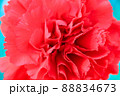 赤いカーネーション 88834673