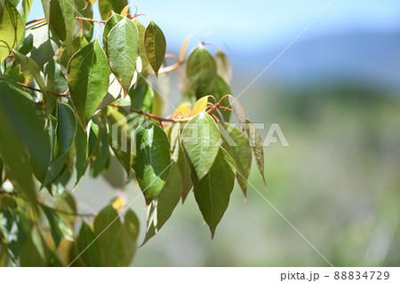 クスノキ（樟）の若葉 88834729