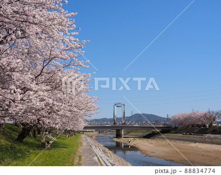 田布施川の桜と「さくら橋」(山口県熊毛郡田布施町) 88834774