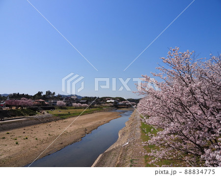 田布施川の桜と青空(山口県熊毛郡田布施町) 88834775