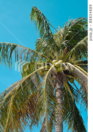 Coconut tree with blue sky background, Low angle Coconut tree with blue sky background, Low angle 88834889