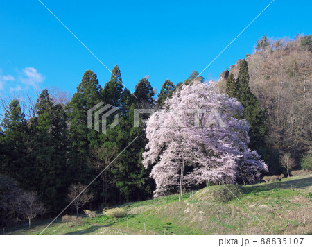 一本桜 - 秋山の駒桜(2020年) 一本桜 - 秋山の駒桜(2020年) 88835107