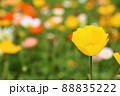 アイスランドポピー（シベリアヒナゲシ） 88835222