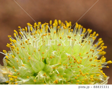 下仁田葱の花のアップ 88835331