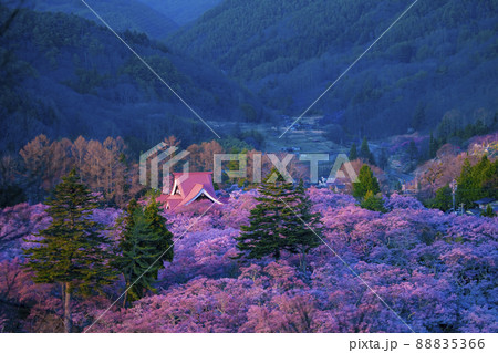 長野県伊那市 桜が満開の高遠城址公園の夕暮れ 長野県伊那市 桜が満開の高遠城址公園の夕暮れ 88835366