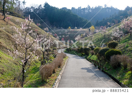 東京都　青梅市　梅の公園 88835421