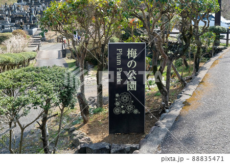 東京都　青梅市　梅の公園 88835471