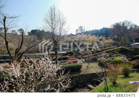 東京都　青梅市　梅の公園 88835475