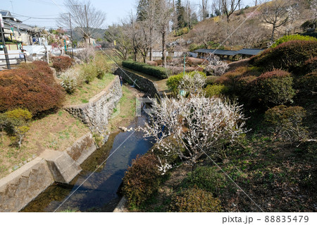 東京都　青梅市　梅の公園 88835479