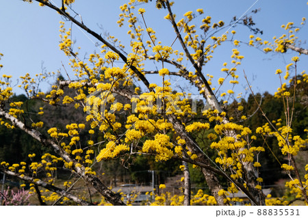 東京都　青梅市　梅の公園 88835531