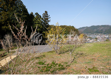東京都　青梅市　梅の公園 88835536