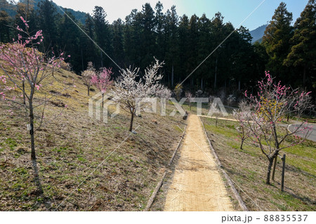 東京都　青梅市　梅の公園 88835537