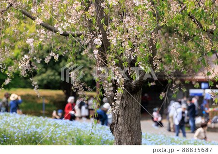 春の日曜日、公園を散策する人々 春の日曜日、公園を散策する人々 88835687