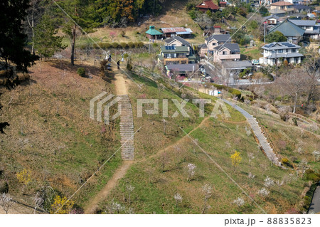 東京都　青梅市　梅の公園 88835823